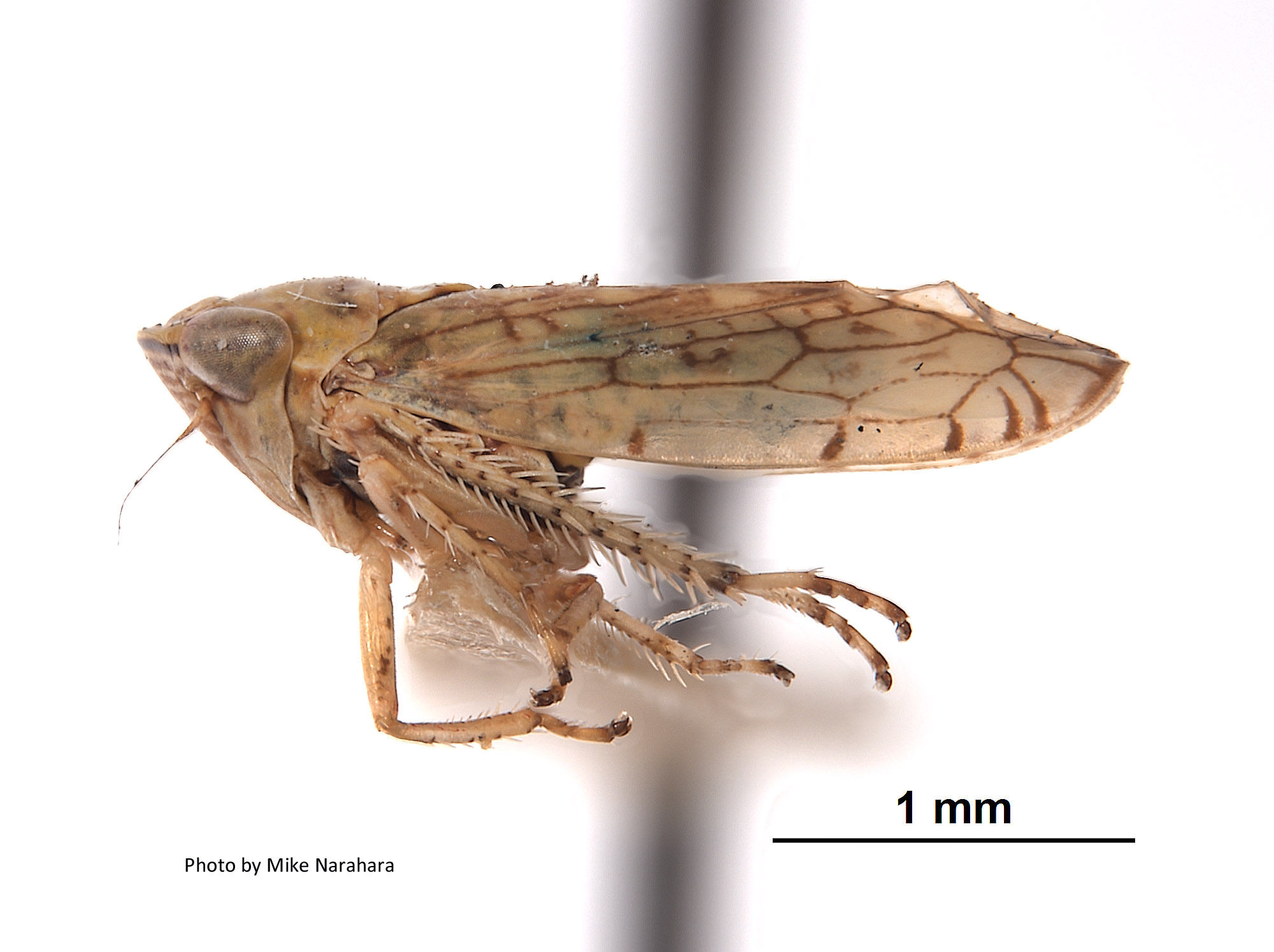 Mesamia pagana image